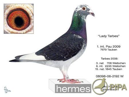 hermes hamm sieg|Raymund Hermes Hamm/Sieg Germany Pigeon Racing as pure .